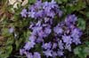 hepatica nobilis-2